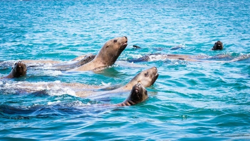 Мэрия Невельска не может защитить сивучей от пьяных сахалинцев