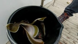 Свежую камбалу по 80 рублей за килограмм предложили жителям Поронайска 5 декабря