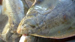 Свежую камбалу по 88 рублей за кг привезут в Южно-Сахалинск 14 октября