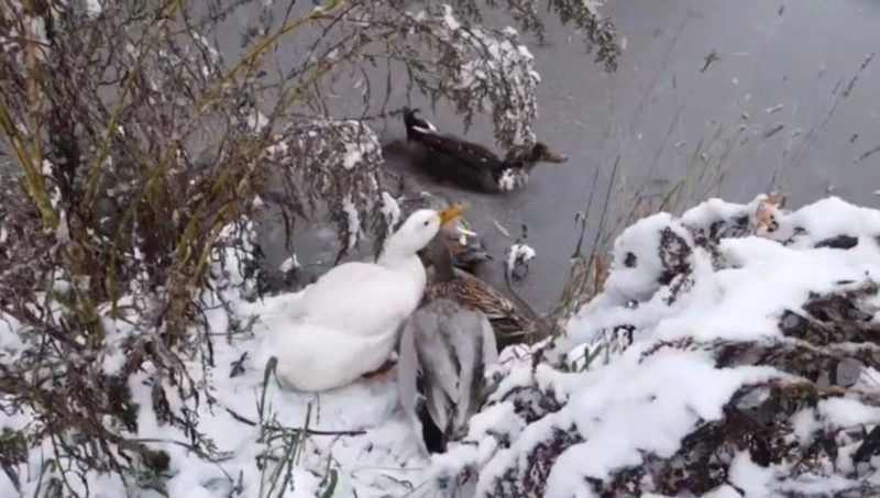 Бошняковские утки встретили сахалинскую зиму 