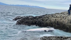 Жители Кунашира обнаружили мертвого кита