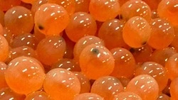 Почти полмиллиарда икринок лосося заложили на инкубацию на Сахалине