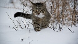 Сахалинские активисты измерили изношенность сетей отопления в замерзших котах