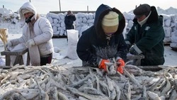 Свежую рыбу по низким ценам предложили жителям Кунашира и Итурупа 27 ноября 