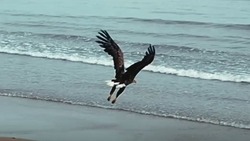 Эффектный полет орлана над Охотским морем засняли жители Сахалина