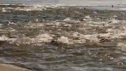 Кета заходит в реки на юге Сахалина. Море кипит