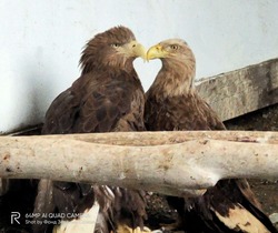 На Сахалине два покалеченных орлана образовали семейную пару