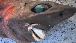 Страшная акула из Австралии удивила рыбаков Сахалина