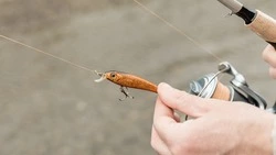 Рыбаки Сахалина выловили 300 тонн лососевых