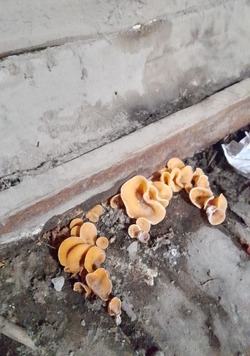 В  подъездах домов Якутска «созрели» грибы