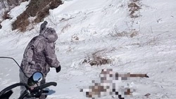 На юге Сахалина выяснят причину смерти изюбрей в охотхозяйстве «Сварог»
