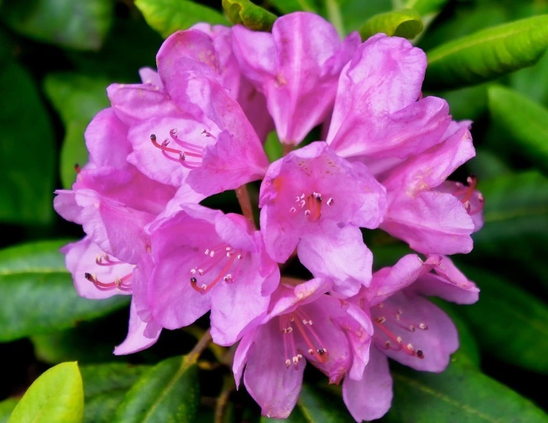 Вы истинный садовод, если угадаете названия 10 цветов по фото — ТЕСТ