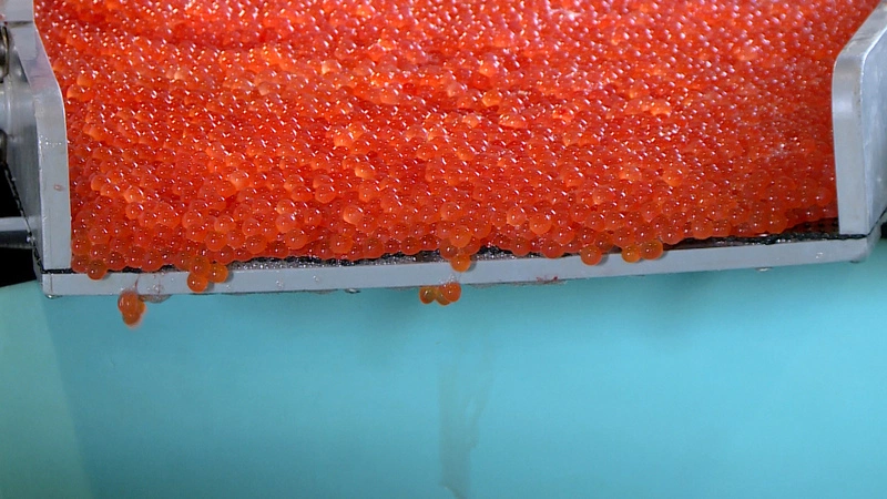 Сахалинский рыбовод раскрыл идеальную пропорцию для оплодотворения лосося