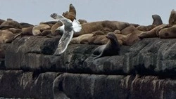 Дожди разной интенсивности пройдут на Сахалине и Курилах 30 марта  