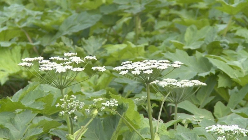 Россиян обяжут самостоятельно бороться с борщевиком на участках с 2026 года