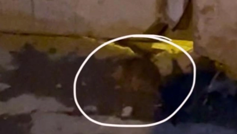 Крысы наводнили подвал и подъезд пятиэтажки в Южно-Сахалинске