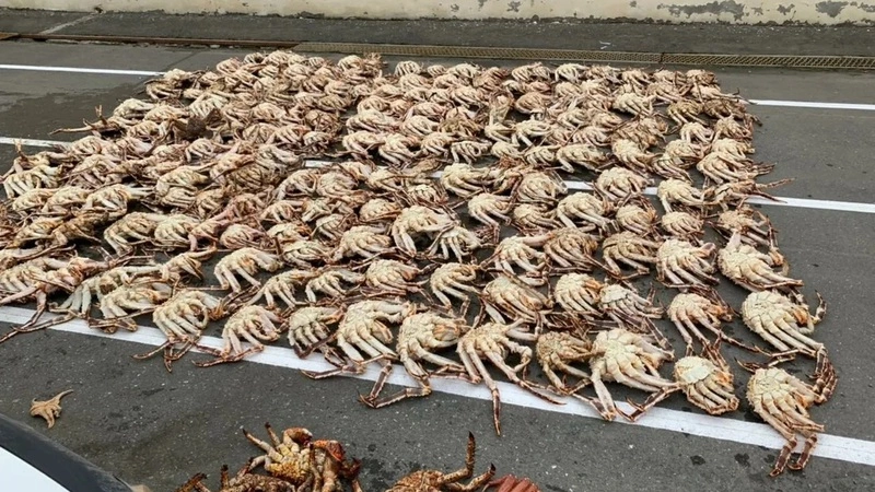 Сахалинских браконьеров накажут за крупный улов камчатского краба
