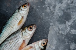 Завод на Курилах за сутки обрабатывает тысячу тонн рыбы