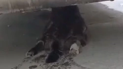 «Сломали лапы и кидали об стену»: дети в Долинске издевались над бездомными кошками 