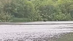 Взрослого медведя заметили рядом с детским лагерем на юге Сахалина