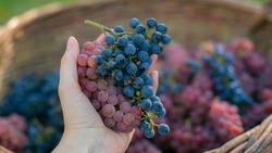Жителям Сахалина раскрыли пользу винограда для кишечника