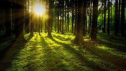 Более 60 гектаров леса высадят на Сахалине