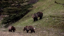 Медведица с тремя медвежатами гуляла в центре Сахалина