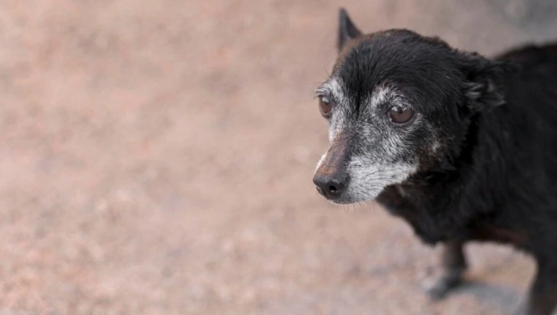  На Сахалине и Курилах построят приюты для нескольких тысяч собак