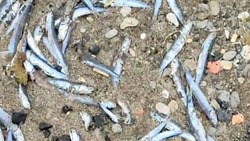 Молодь рыбы выбрасывается на берег и гибнет на юге Сахалина. ВИДЕО