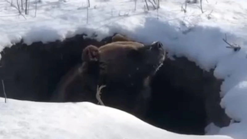 Первые медведи после спячки очнулись на Итурупе