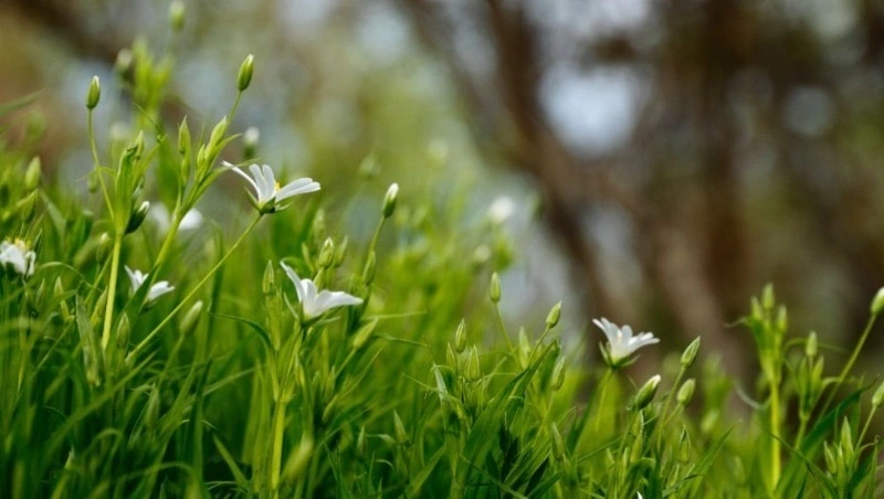 Синоптики предсказали пасмурную погоду и +10 градусов в Южно-Сахалинске 26 мая