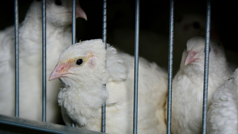 Сахалинский производитель мяса перепелов опасается очередей, как за бройлерами «Островной»