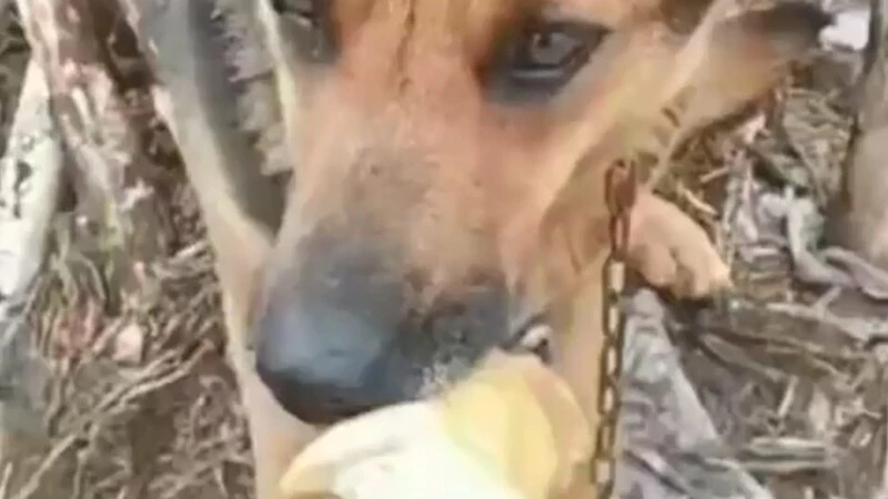 Сахалинец спас от голодной смерти собаку, привязанную к столбу рядом с пепелищем в Корсакове