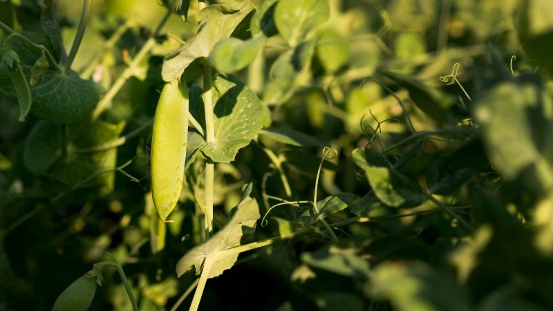 Церковный праздник 9 мая 2025: что нельзя делать в этот день, приметы