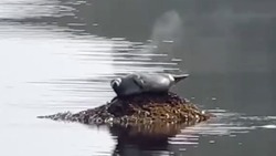 Дымящегося тюленя сняли на видео на Курильских островах