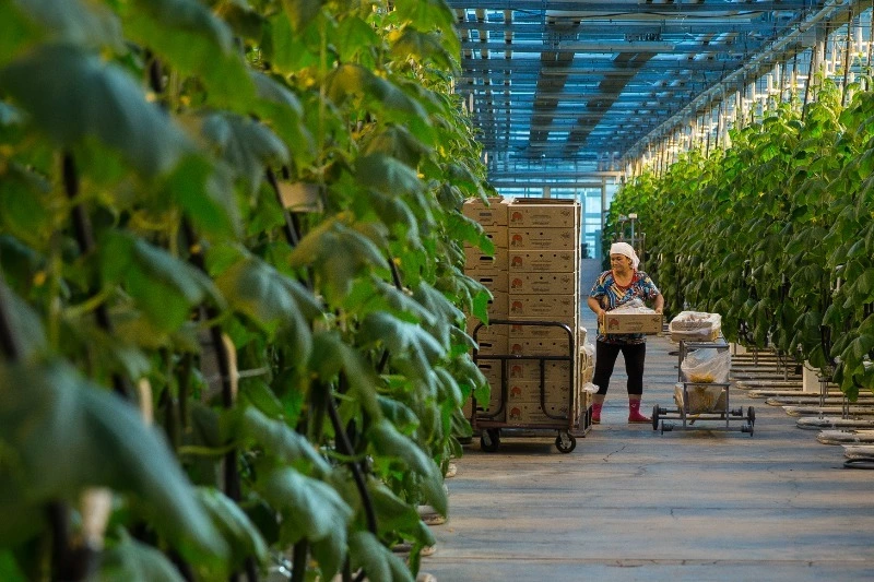 Сахалинские огурцы скоро будут есть в регионах России