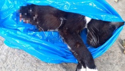 «Достали половину»: собаки съели застрявшего в окне кота в Холмске