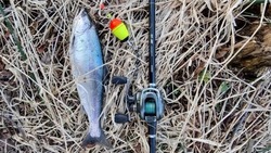 Рыбаки Сахалина похвастались первыми уловами симы в 2023 году