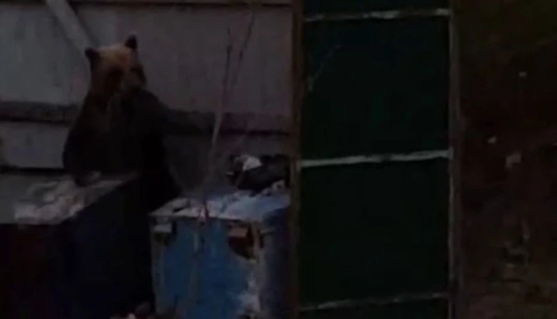 «Ужас!»: медведей поймали на камеру в третий раз за месяц на Итурупе 