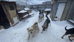 400 агрессоров: как столица Сахалина пытается справиться с бездомными собаками