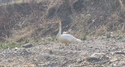 «Лебедь не оценил»: жители Холмска едва не угробили птицу после долгого перелета