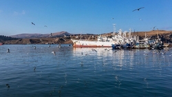 Рыбокомбинат «Островной» на Шикотане вышел из кризиса