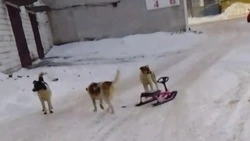 «Ждать, когда разорвут?»: бездомные собаки напали на мать с младенцем в Холмске
