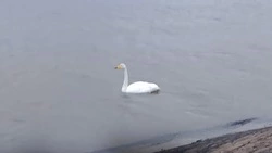 В Александровске-Сахалинском нашли мертвого краснокнижного лебедя