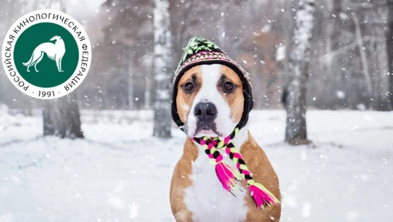 Жителям Сахалина рассказали об опасности прогулок с собакой в заснеженную погоду