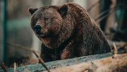 «Разворотил заборы, лезет в дома». Голодный медведь ищет груши и яблоки в селе на юге Сахалина