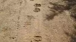 Крупный медведь натоптал у родника в Томаринском районе