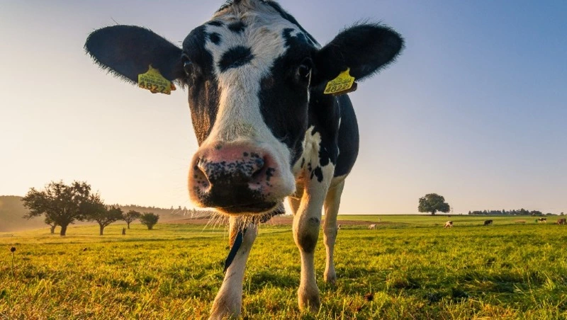 Производство молока и овощей закрытого грунта выросло в Сахалинской области