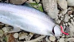 «Радует сегодня Лютога!»: рыбак похвастал первым уловом симы на Сахалине