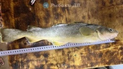 Рыбаки с Сахалина поймали навагу размером с горбушу в Ныйском заливе